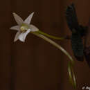 Image of Angraecum urschianum Toill.-Gen. & Bosser