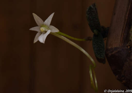 Imagem de Angraecum urschianum Toill.-Gen. & Bosser