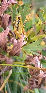 Image of Podisma amedegnatoae Fontana & Pozzebon 2007