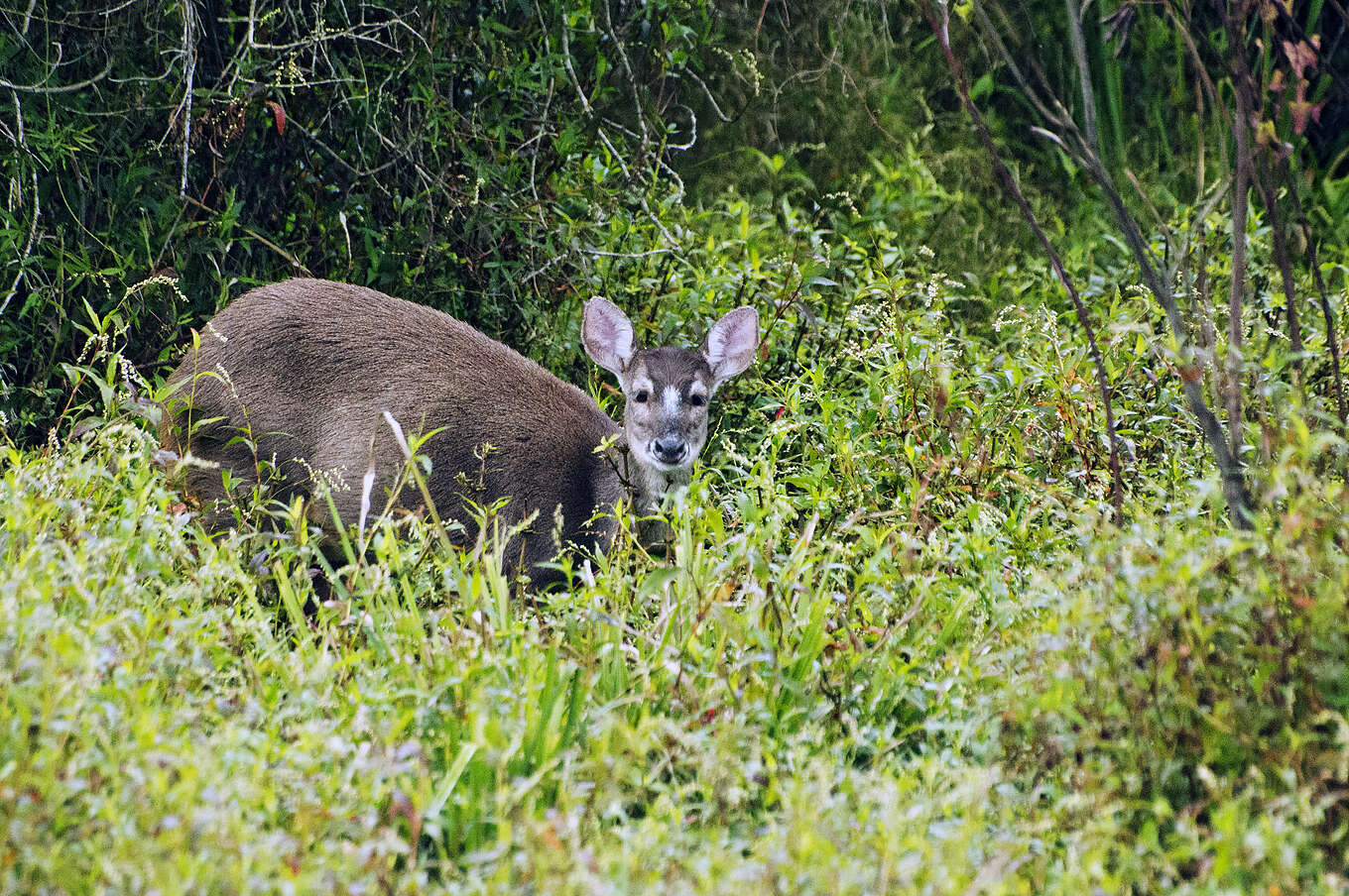 Image de Daguet gris