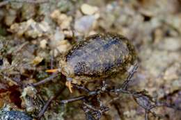 Image of mistaken cowrie