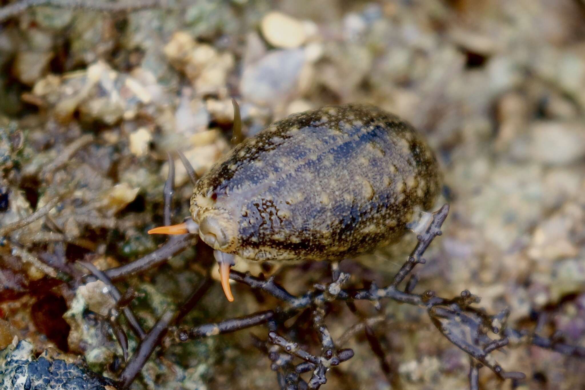 Image of mistaken cowrie