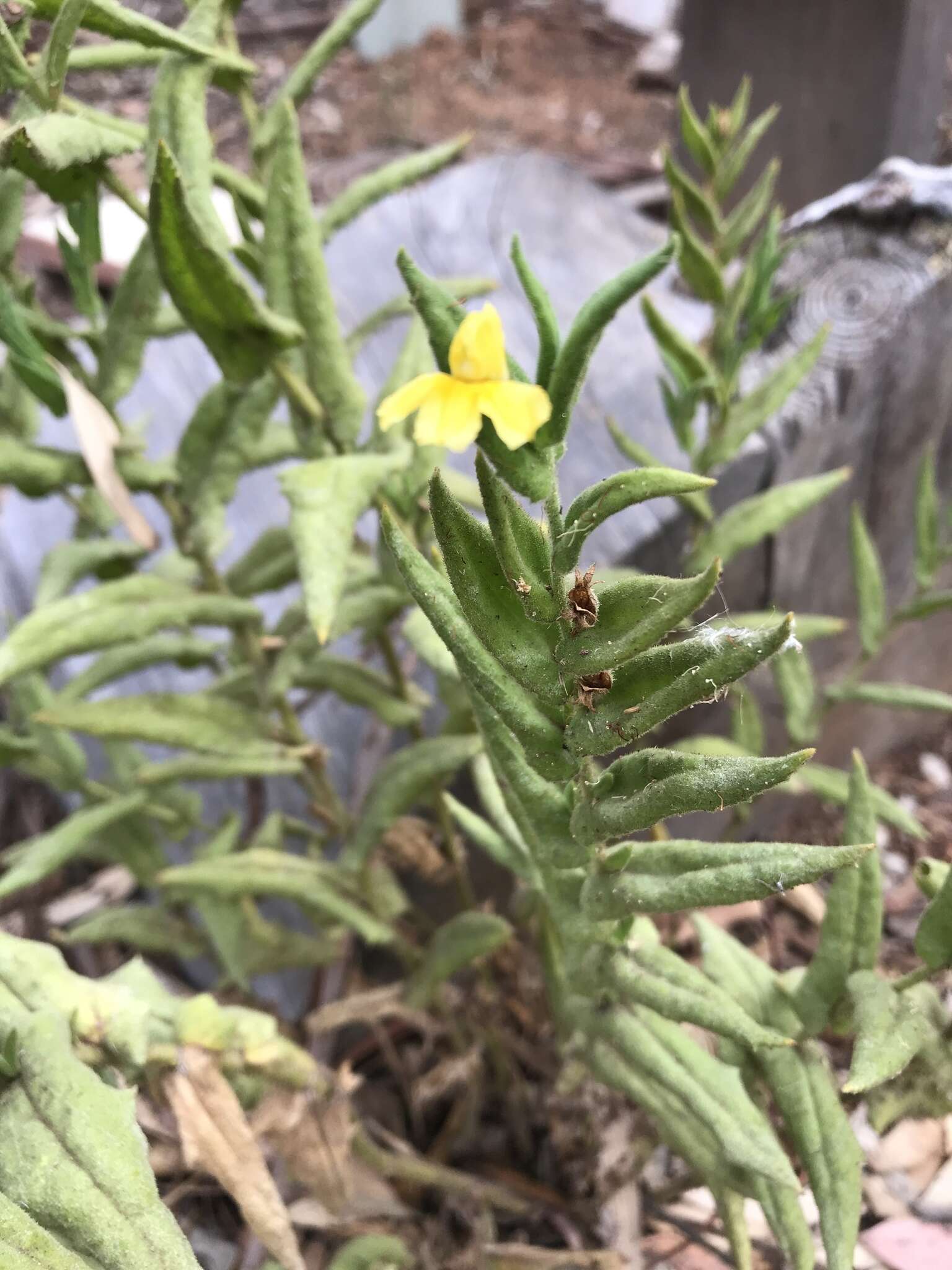 Image of Goodenia amplexans F. Müll.