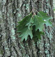 Image of Northern Red Oak