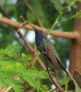 Image de Chrysuronia coeruleogularis (Gould 1851)