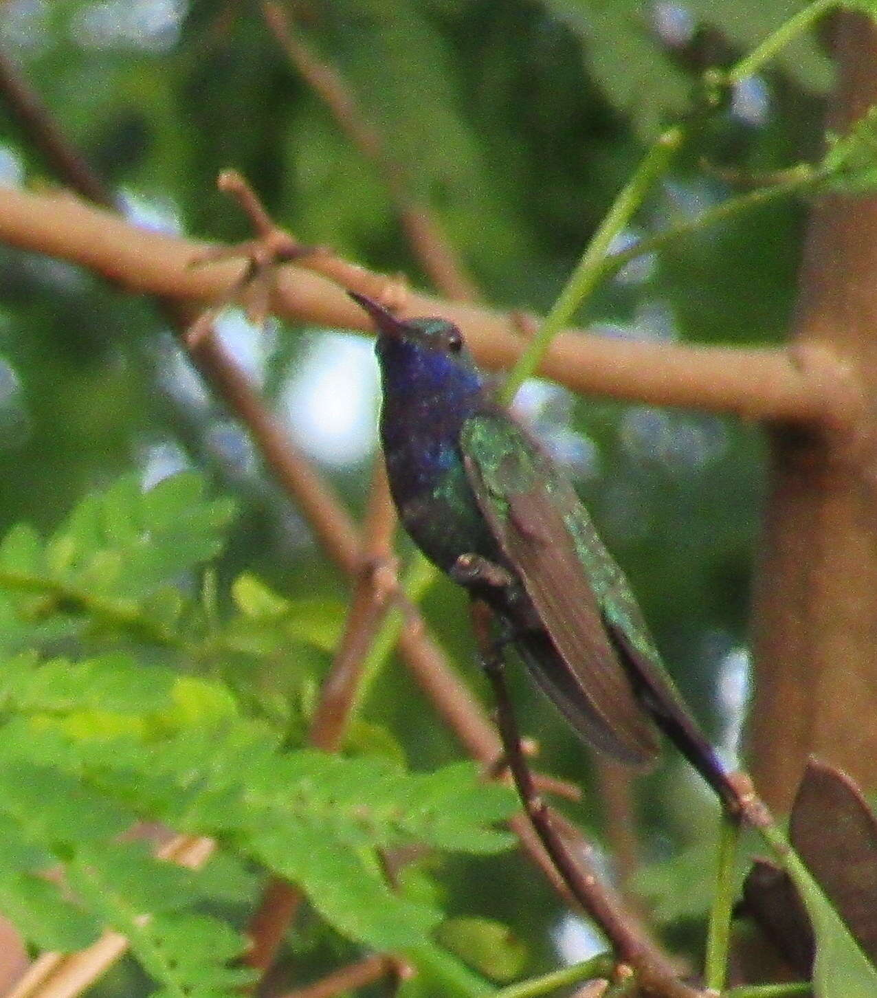 Image de Chrysuronia coeruleogularis (Gould 1851)