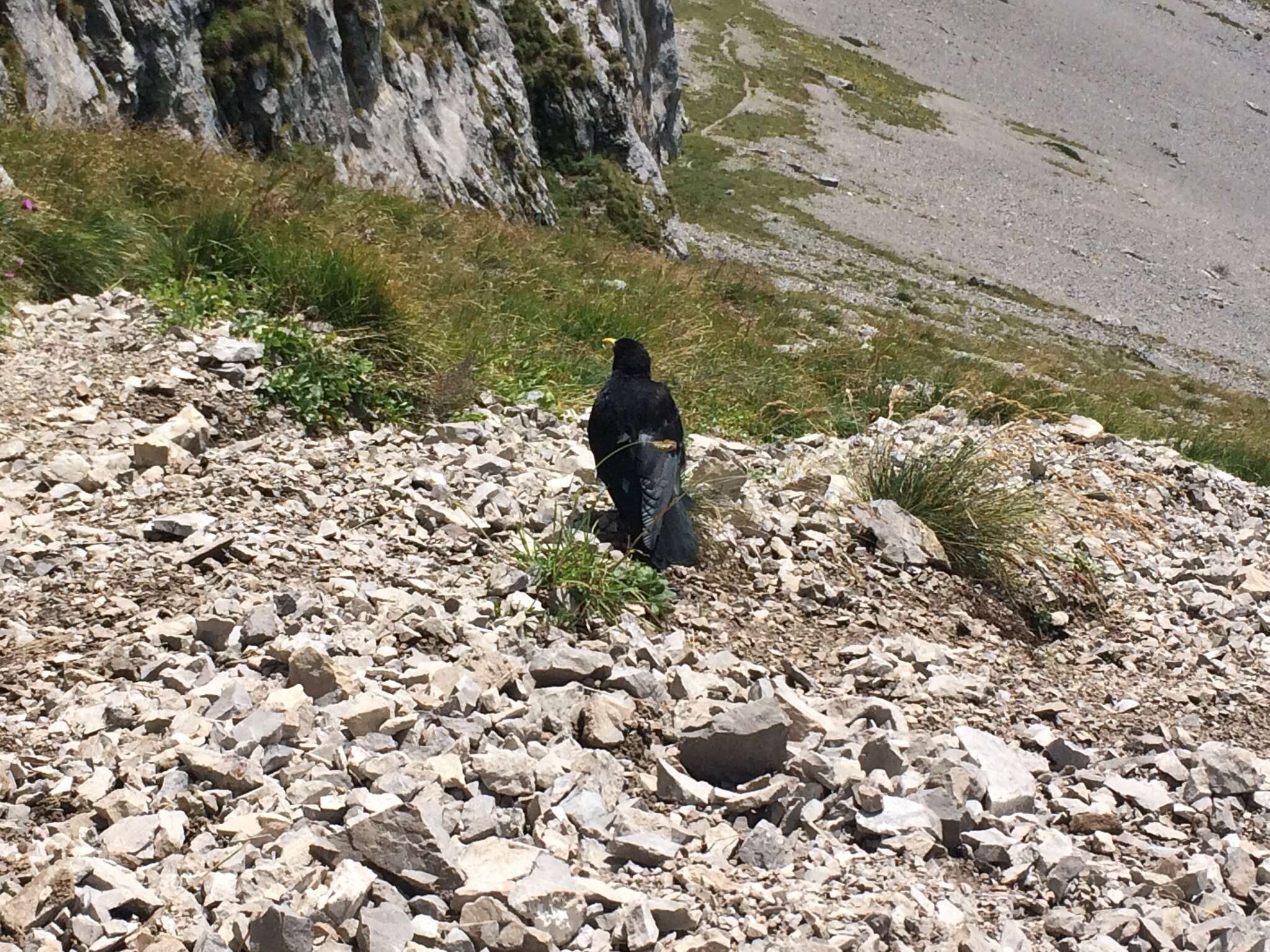 Image of Alpine Chough