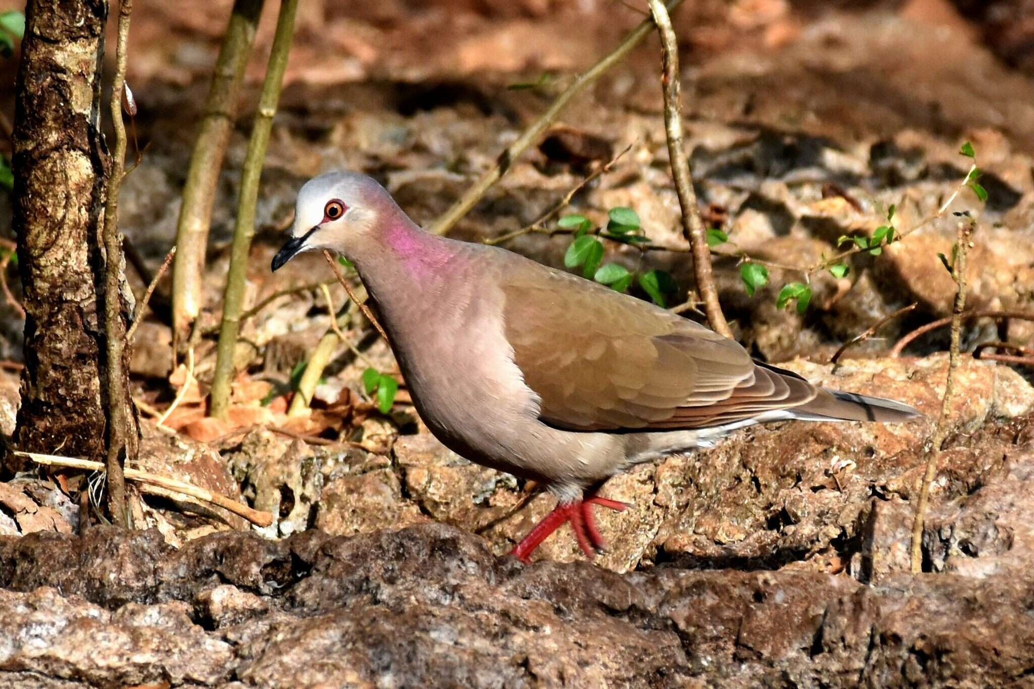 Image of Caribbean Dove