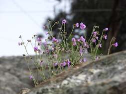 Image of hairy-tuft four o'clock