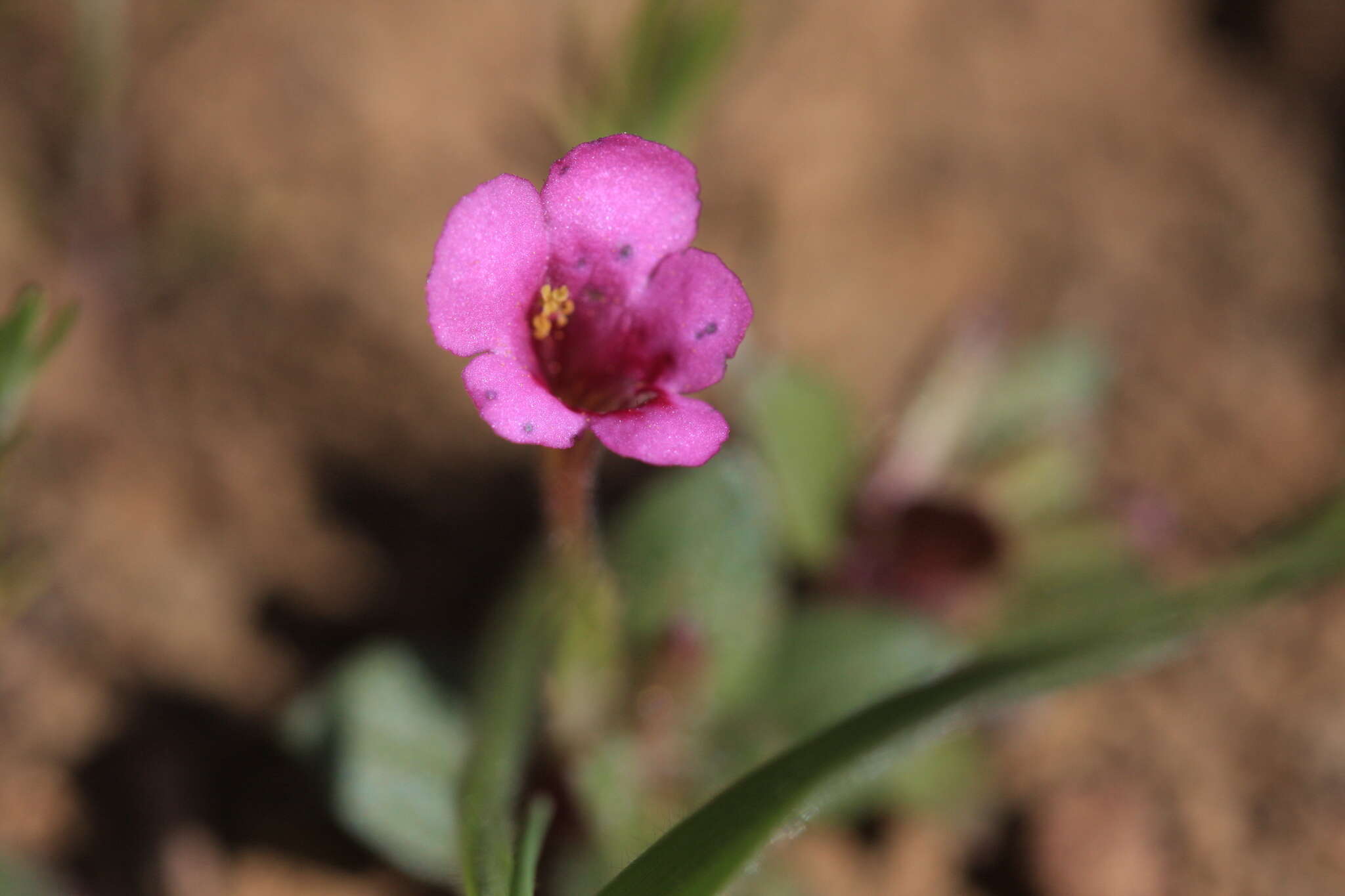 Image of Congdon's Monkey-Flower