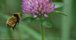 Image of Northern Amber Bumble Bee