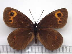 Image of Erebia niphonica Janson 1877