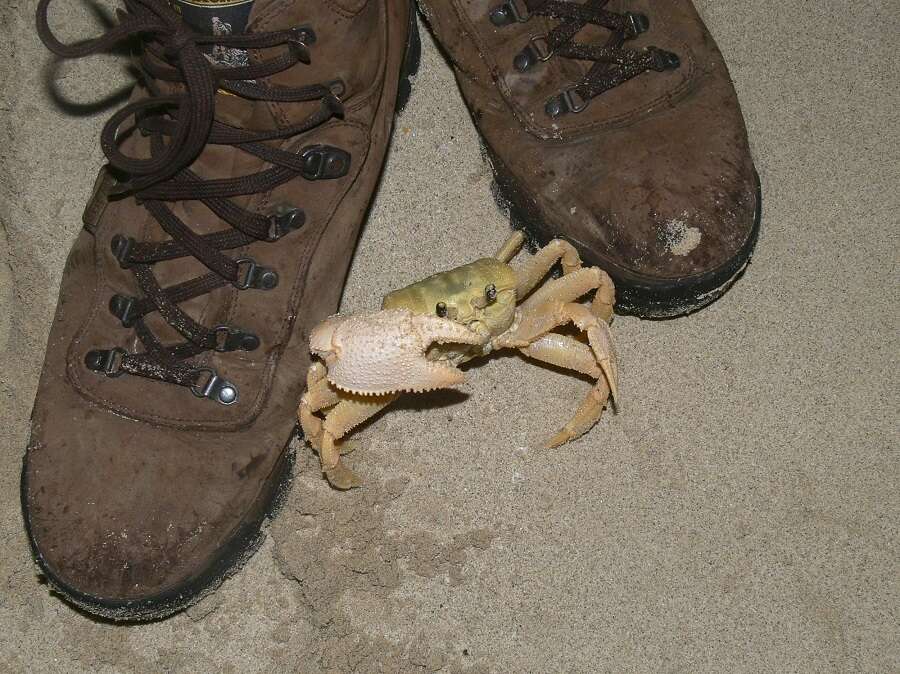 Image of Golden ghost crab