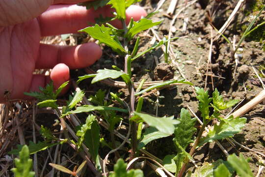 Image of Chinese yellowcress