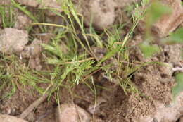 Image of common Mediterranean grass