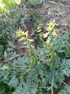 Image of Corydalis ophiocarpa Hook. fil. & Thomson