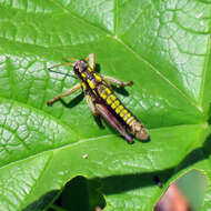 Image of Cascade Timberline Grasshopper