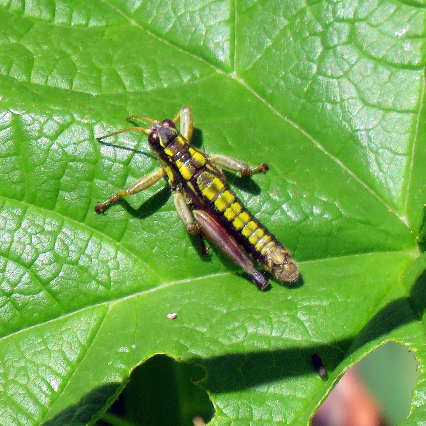 Image of Cascade Timberline Grasshopper