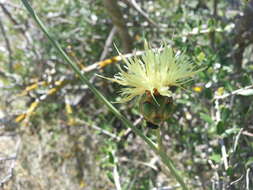 Sivun Rhaponticoides africana (Lam.) M. V. Agab. & Greuter kuva