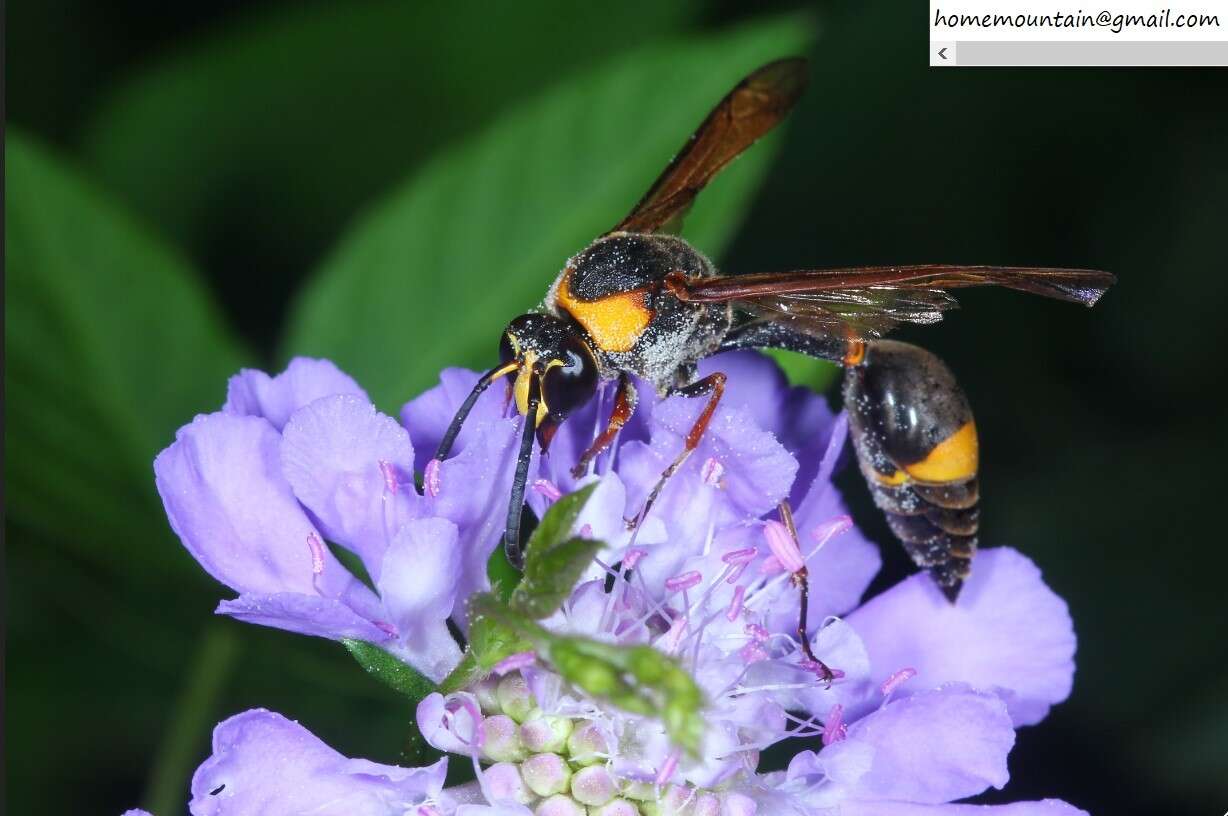 Слика од Oreumenes decoratus (Smith 1852)