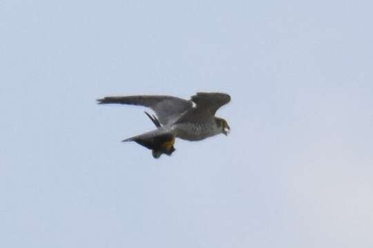 Image of Red-headed Falcon