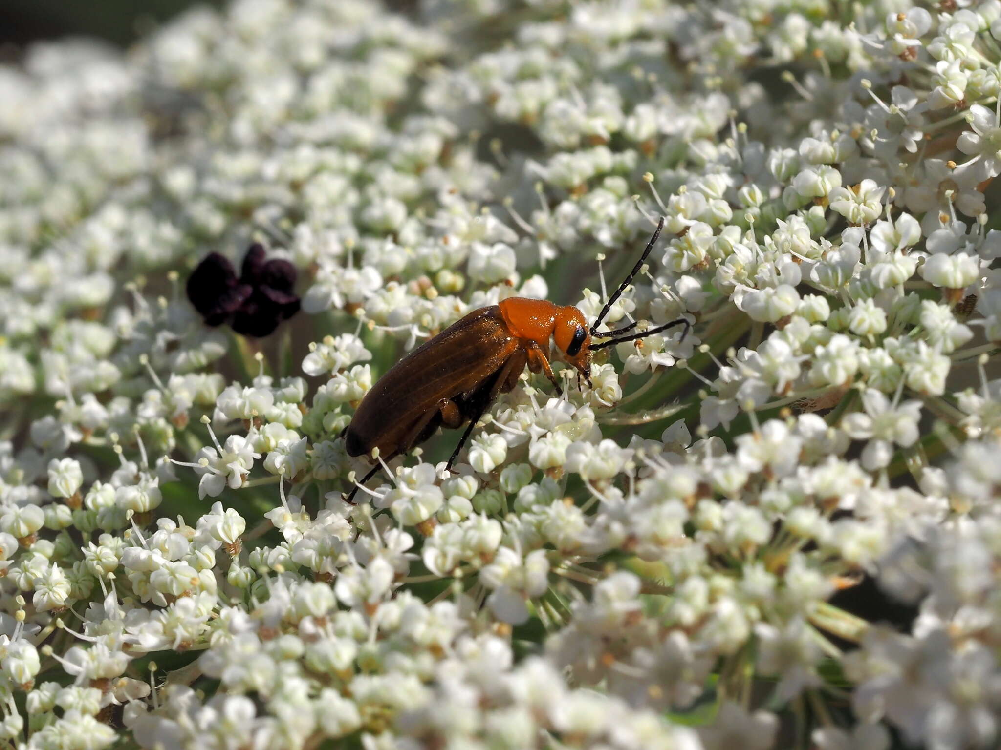 Image of <i>Zonitis flava</i>