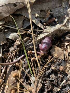 Image of North Fork heartleaf