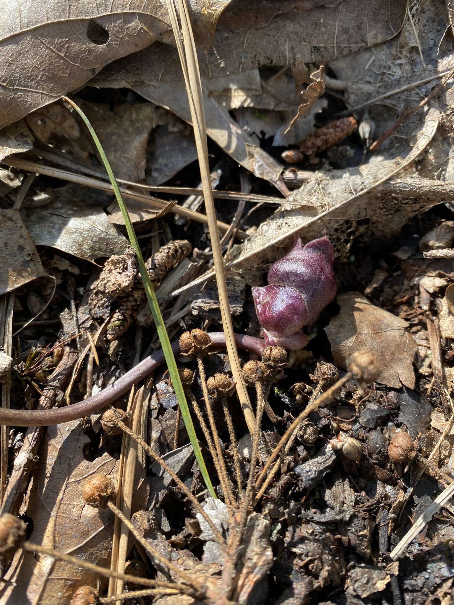 Image of North Fork heartleaf