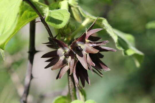 Image of Matelea gonoloboides (B. L. Robinson & Greenm.) R. E. Woodson