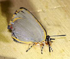 Image of <i>Myrina <i>dermaptera</i></i> dermaptera