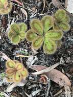 Image of Drosera erythrorhiza subsp. squamosa (Benth.) N. Marchant & Lowrie