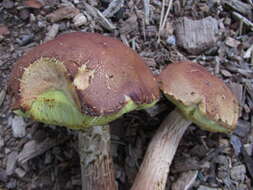 Image of Aureoboletus projectellus (Murrill) Halling 2015