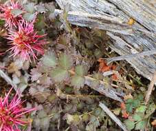 Image of Acaena microphylla Hook. fil.