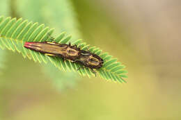 Image of Agrilus cavatus Chevrolat 1838