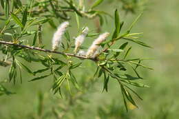 Image of Sachalin Willow