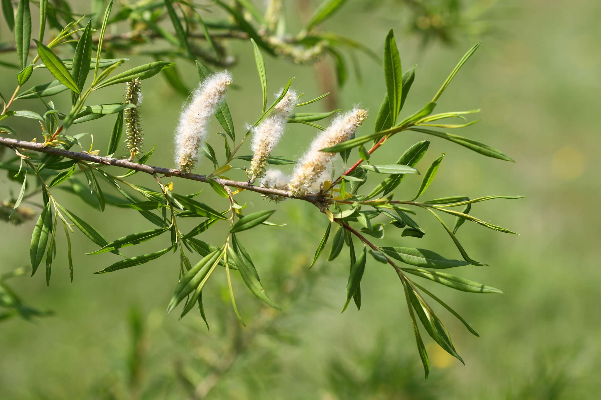 Image of Sachalin Willow