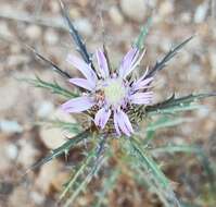 Image of Atractylis humilis L.