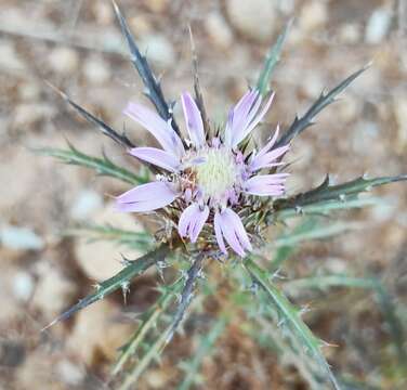 Image de Atractylis humilis L.