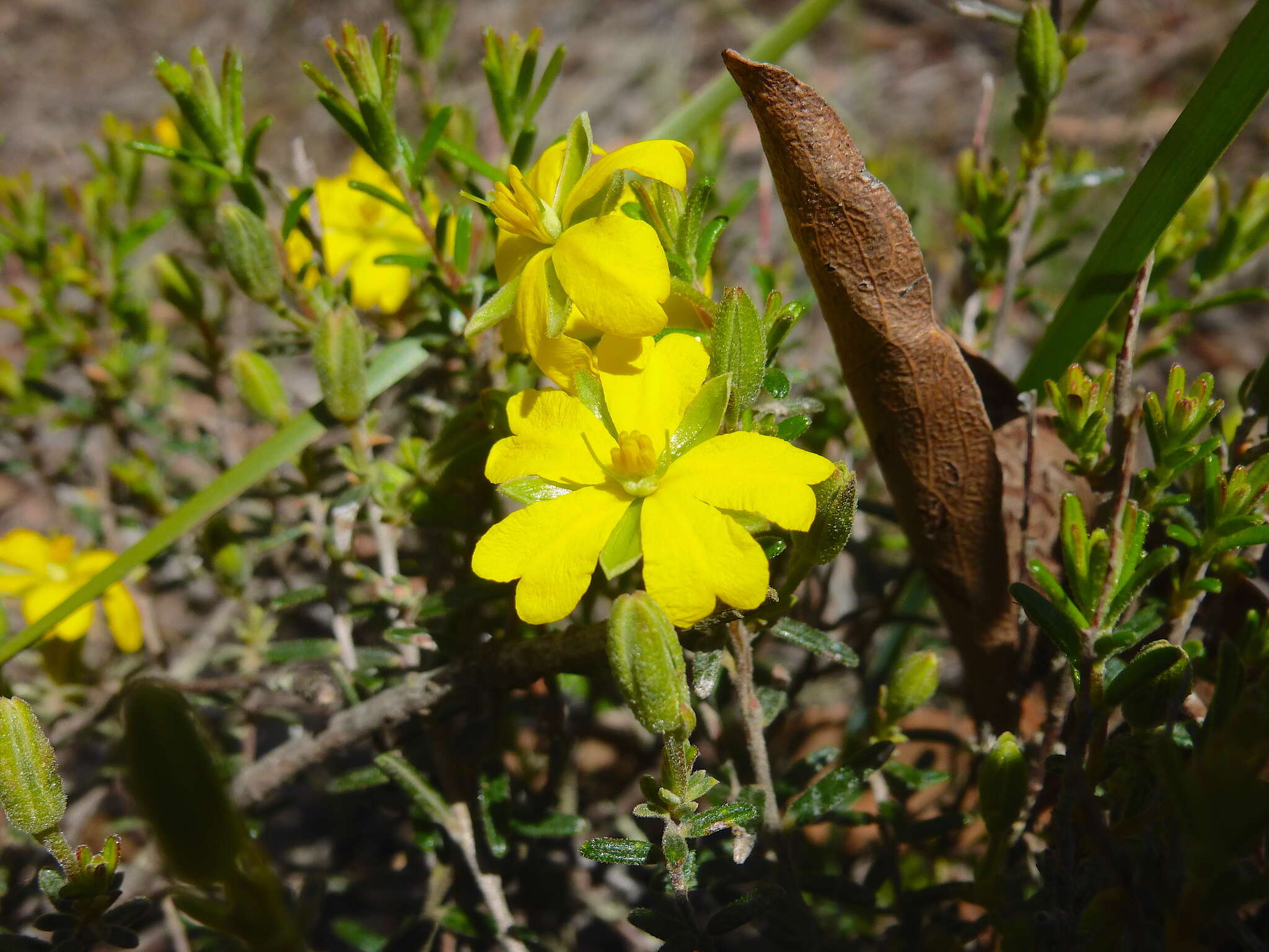 Image of Hibbertia australis N. A. Wakefield