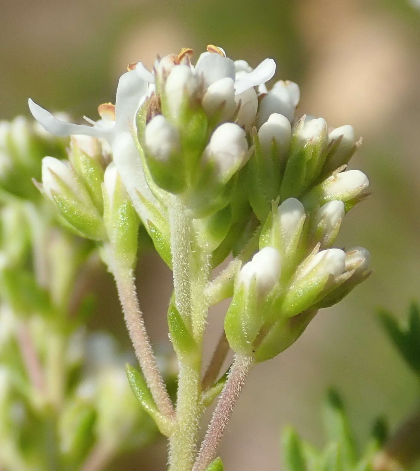 Image of Selago corymbosa L.