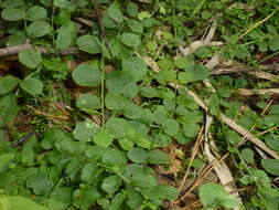 Слика од Cardamine dentata Schult.