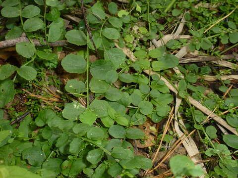 Image of Cardamine dentata Schult.