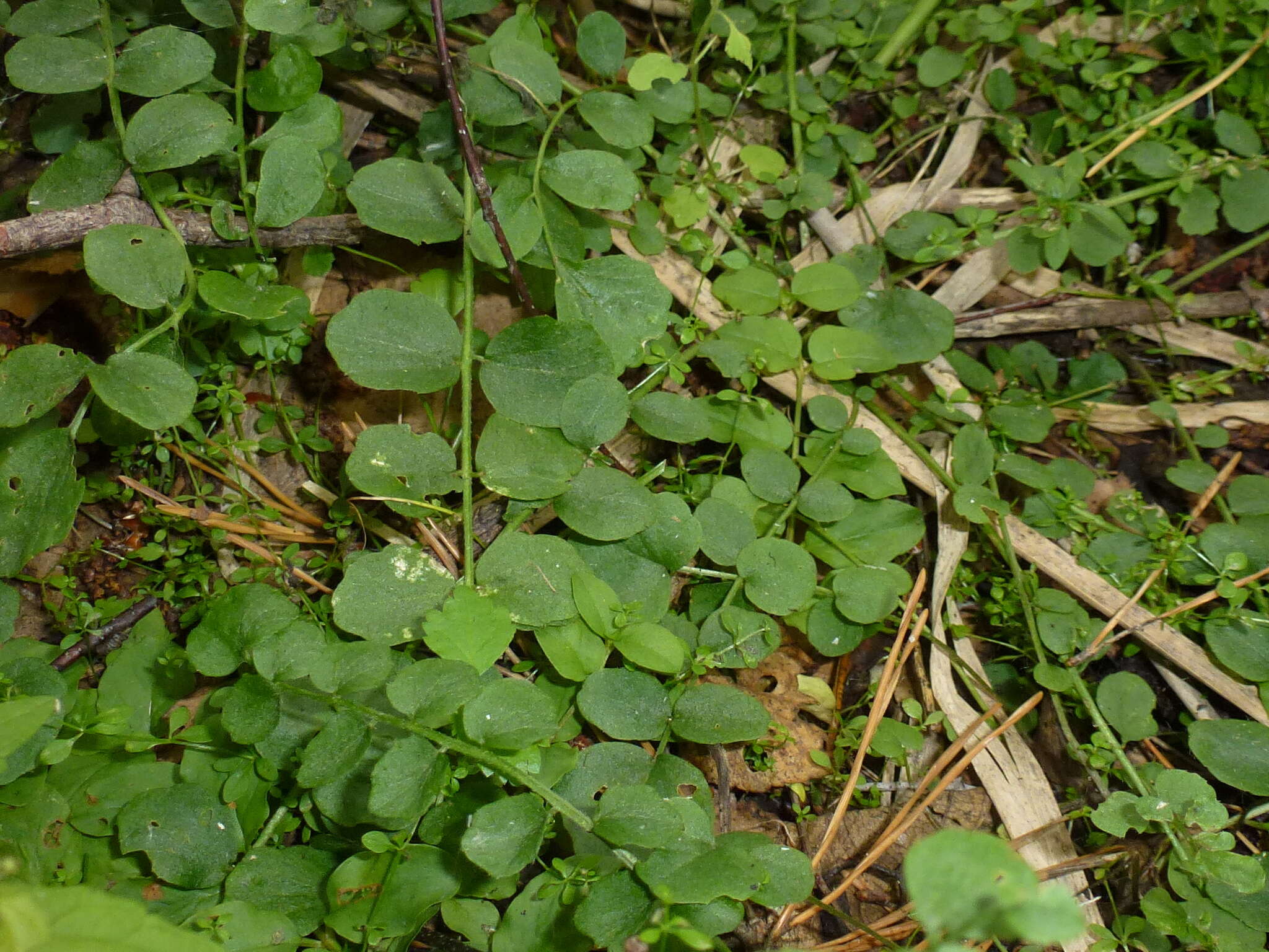 Слика од Cardamine dentata Schult.