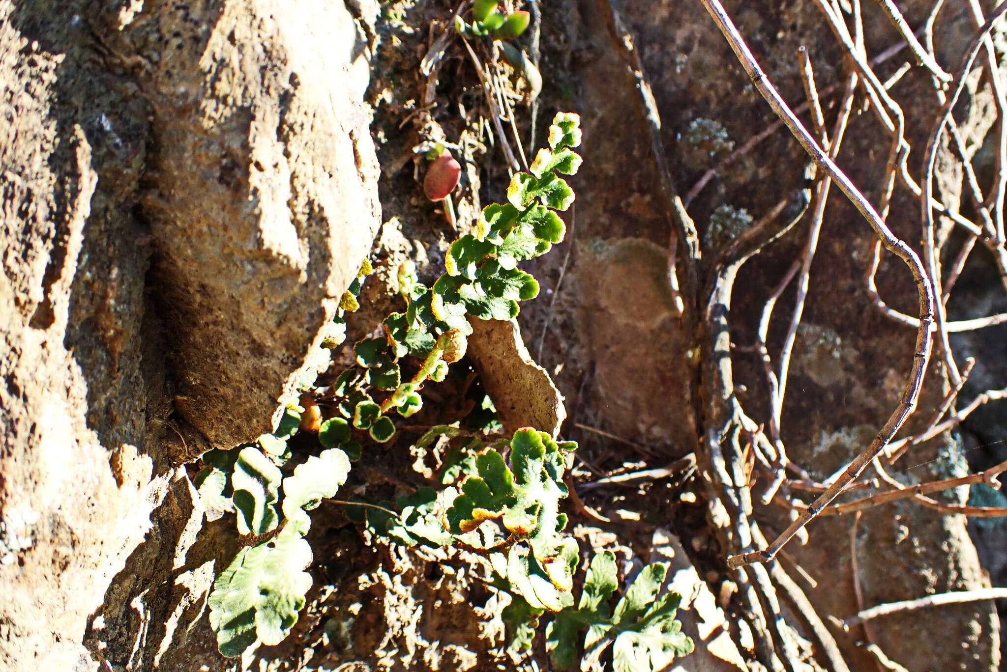 Image of Asplenium capense (Kunze) Bir, Fraser-Jenk. & Lovis