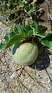 Image of melon