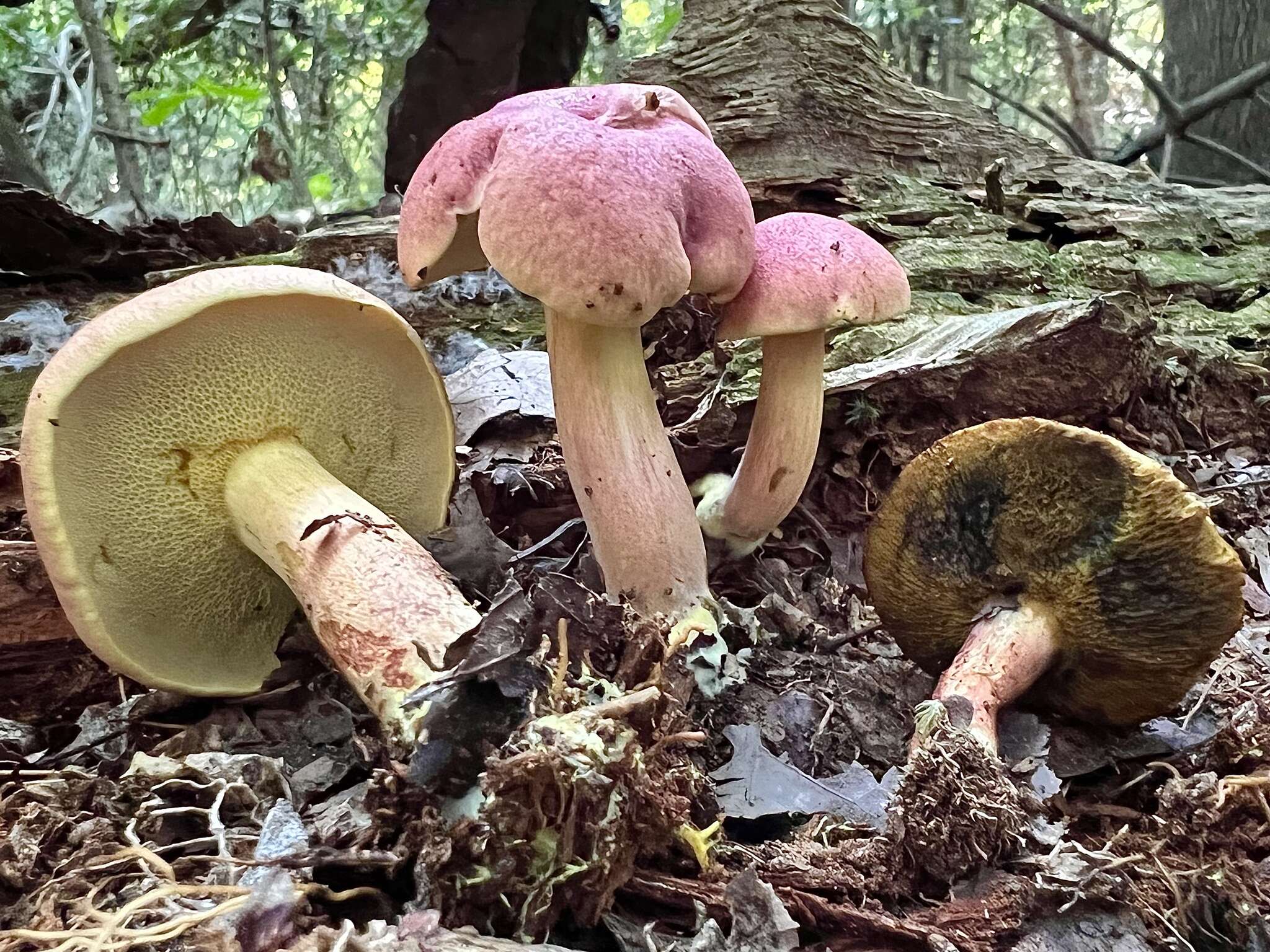 Image of Boletus purpureorubellus T. J. Baroni, Yetter & Norar. 1998