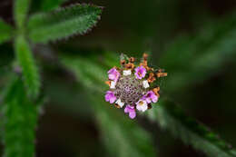 Imagem de Lippia stoechadifolia (L.) Kunth