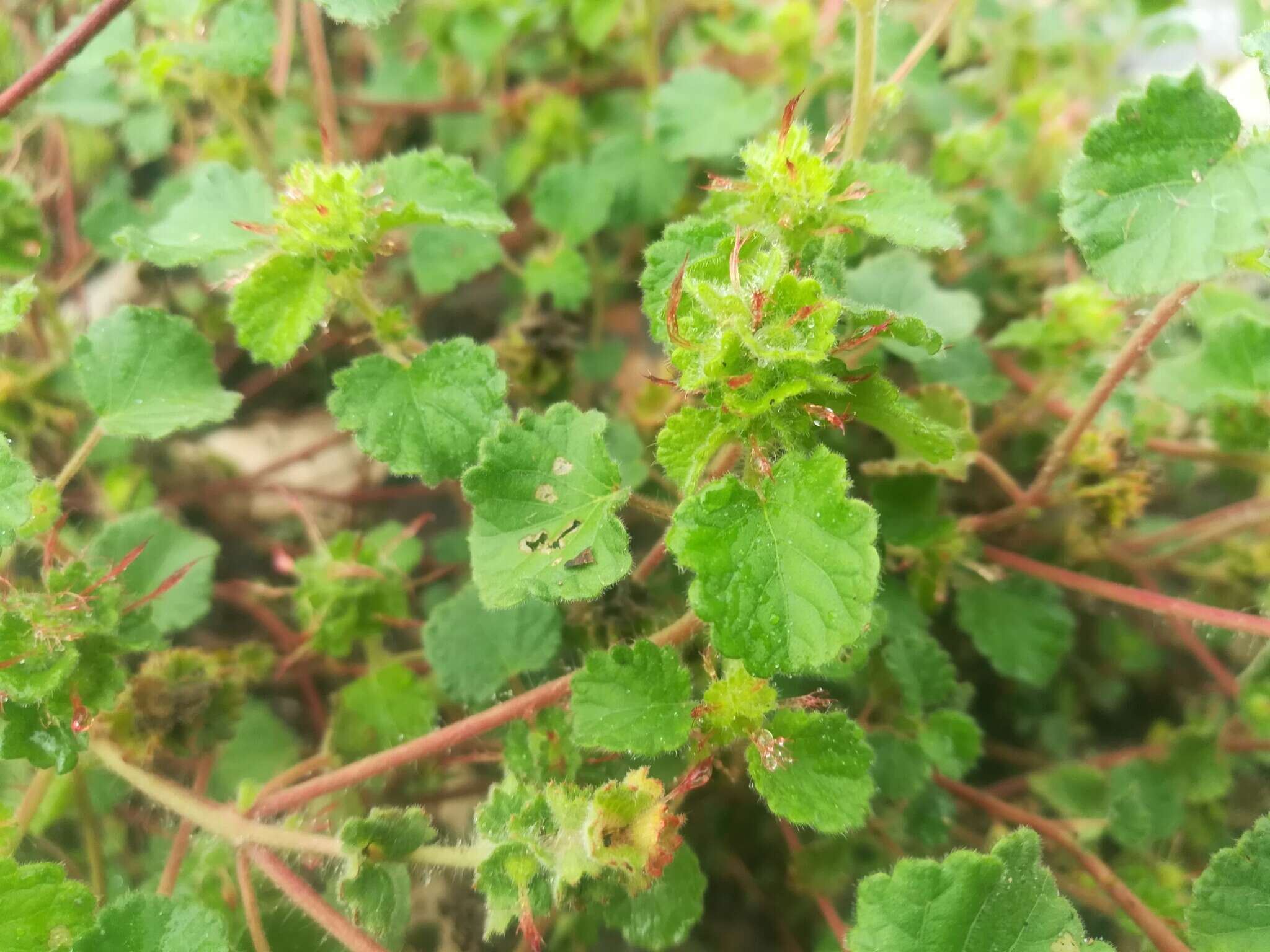 Image de Acalypha monostachya Cav.