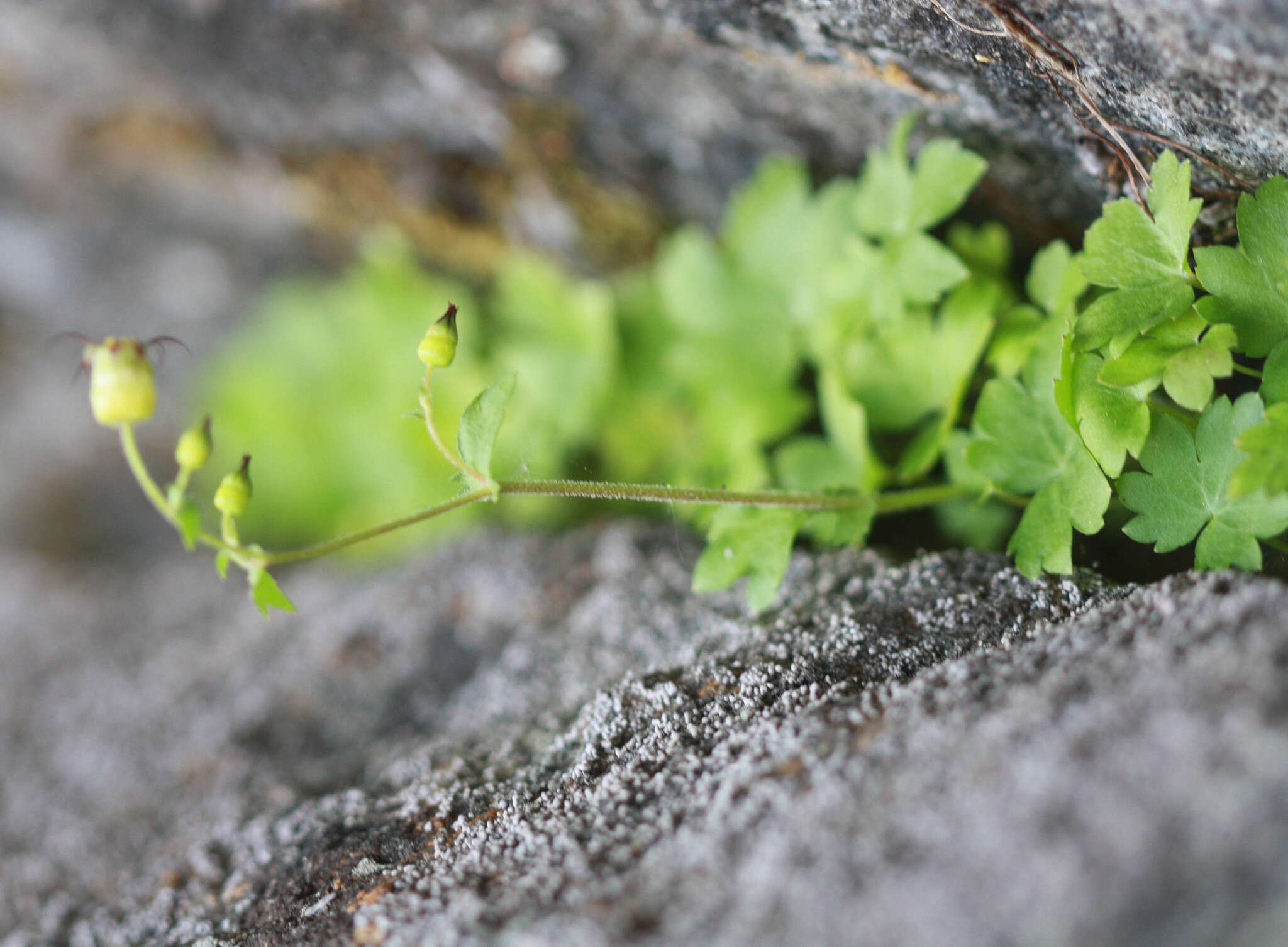 Image of Sierra false coolwort