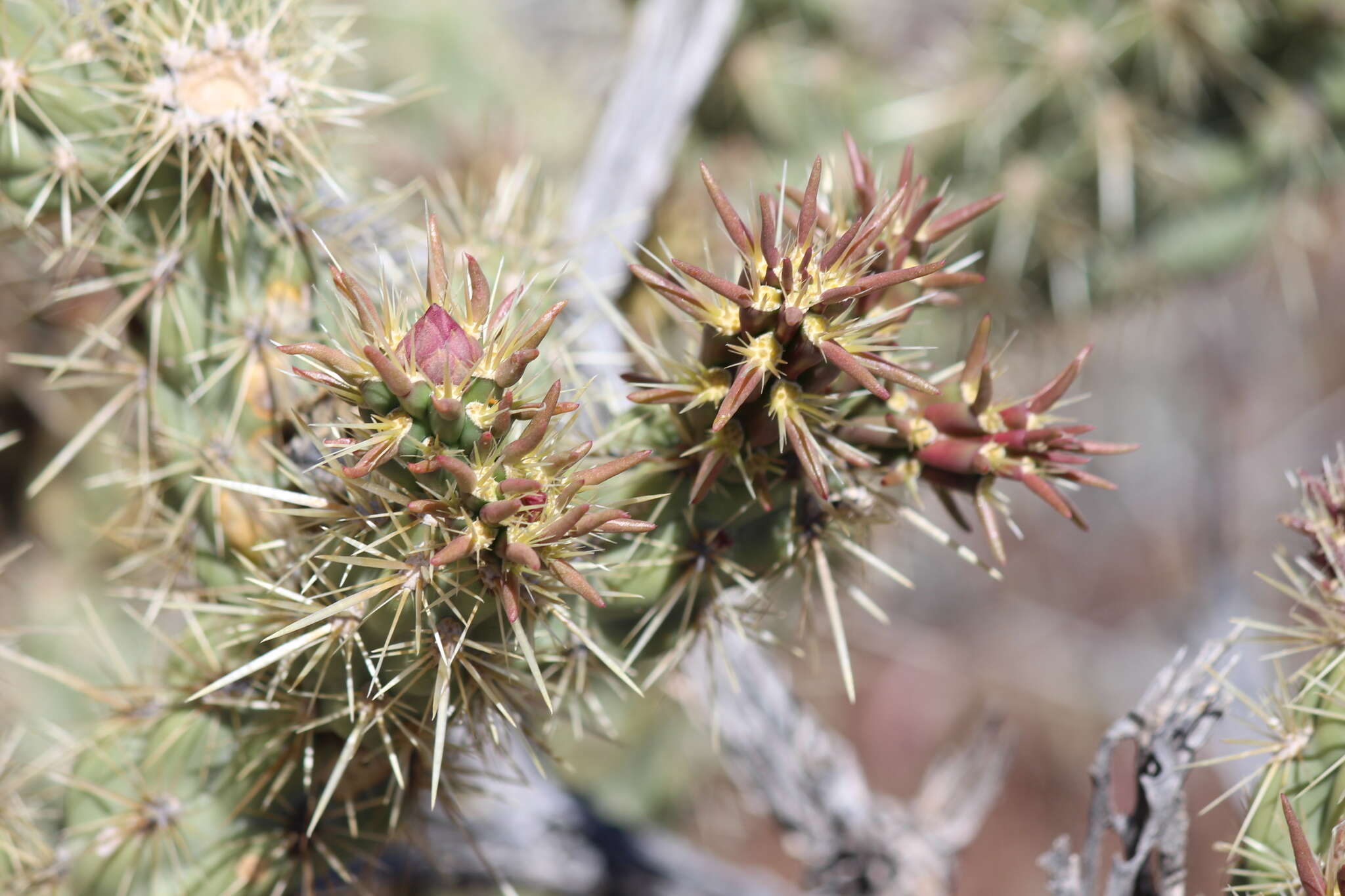 Imagem de Cylindropuntia acanthocarpa (Engelm. & J. M. Bigelow) F. M. Knuth